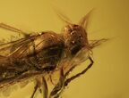Fossil Wasp (Hymenoptera) In Baltic Amber - Fantastic Eyes #105477-1